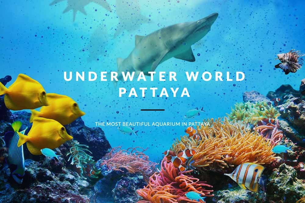 Underwater World Pattaya Ticket - Image 8 of 8