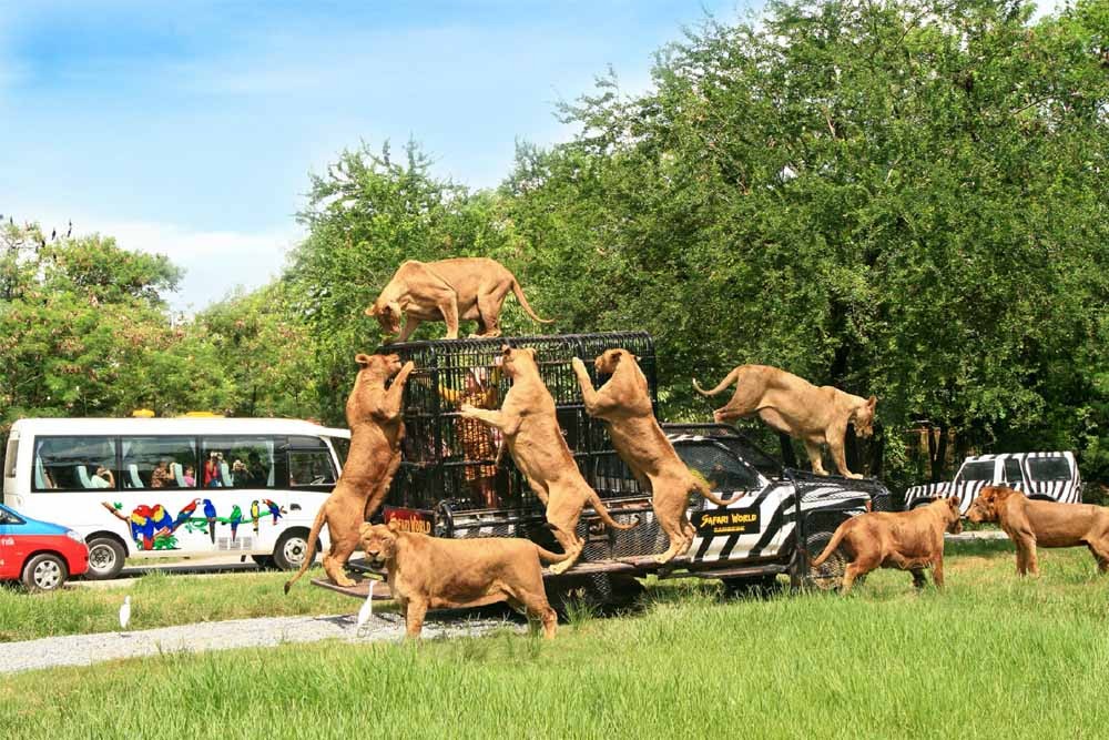 Safari World Bangkok - Image 1 of 7