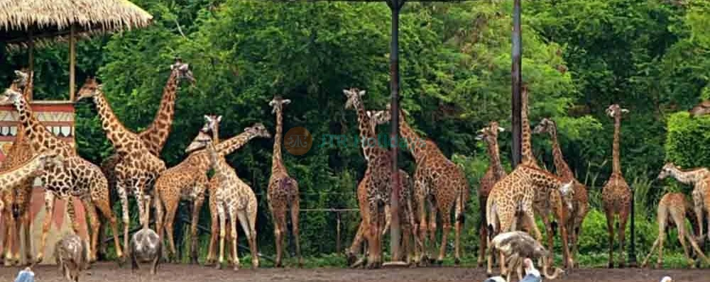 Safari World Bangkok - Image 4 of 5