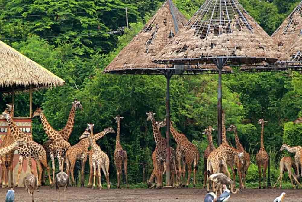 Safari World Bangkok - Book Safari World Bangkok tickets. It includes Safari Park and Marine Park, this park is undoubtedly Thailand's most popular animal and leisure park promising a great deal of entertainment and recreation. With a fair share of exciting things for both adults and kids. Safari World Bangkok - Image 4 of 5