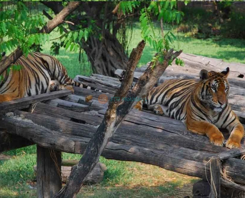 Safari World Bangkok - Image 5 of 5