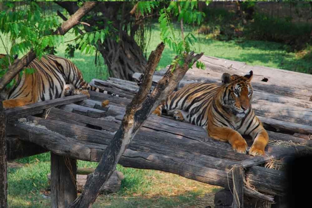 Safari World Bangkok - Image 5 of 5