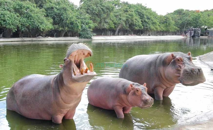 Safari World Bangkok - Image 6 of 7