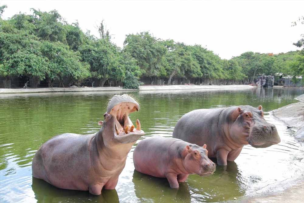 Safari World Bangkok - Image 6 of 7