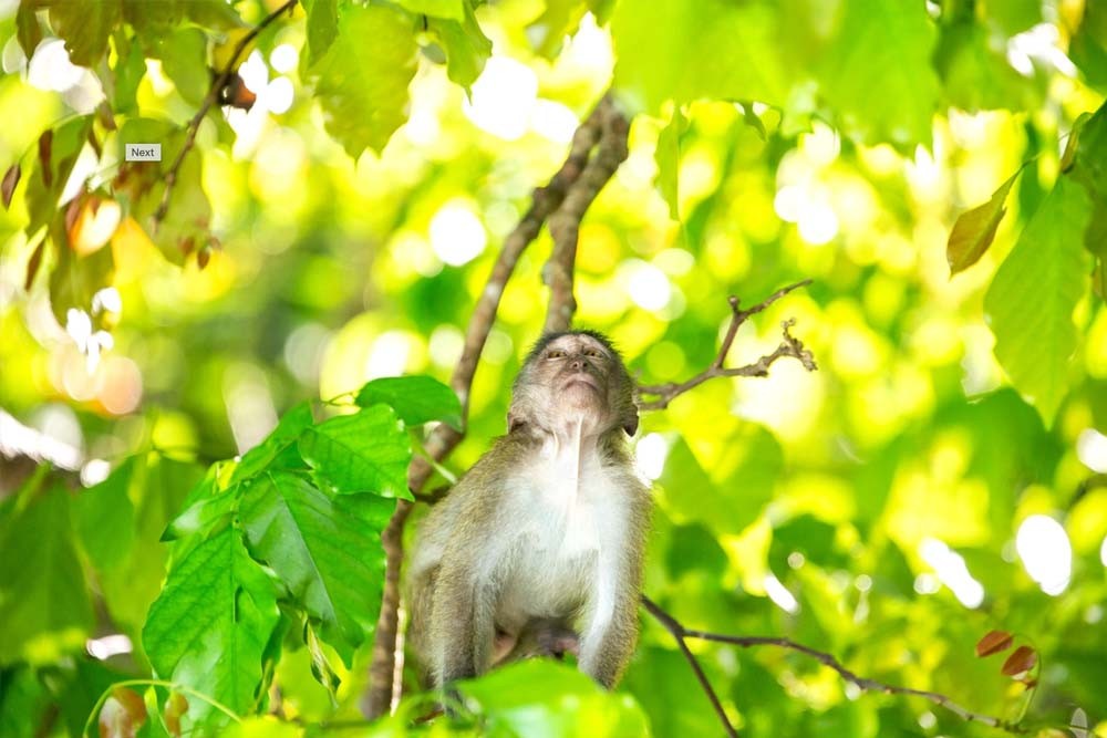 Phi Phi Island, Khai Island, Maya Bay, And Pileh Lagoon Tour From Phuket - Image 13 of 14