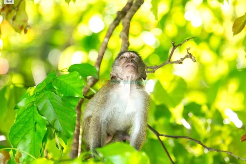 Phi Phi Island, Khai Island, Maya Bay & Pileh Lagoon Tour from Phuket - JTR Holidays - Image 13 of 14