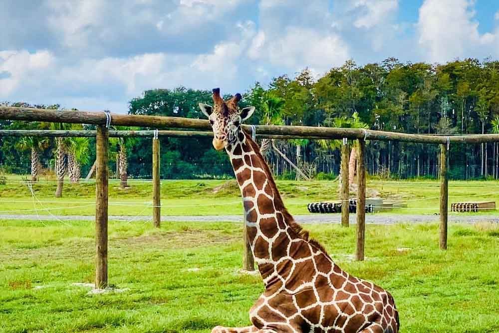 Wild Florida Safari Drive Thru Park - When the most famous indigenous animal is the alligator, you know you're in Florida! Visit to Wild Florida and drive along a wildlife superhighway for a close encounter with animals from the Sunshine State and all around the world. From the African savanna to the jungles of Asia, the North American plains, and of course the Everglades, you'll get up close with some of the world's wildest creatures in large open habitats. You'll also have access to the dedicated Gator Park. Wild Florida Safari Drive Thru Park - Image 1 of 5