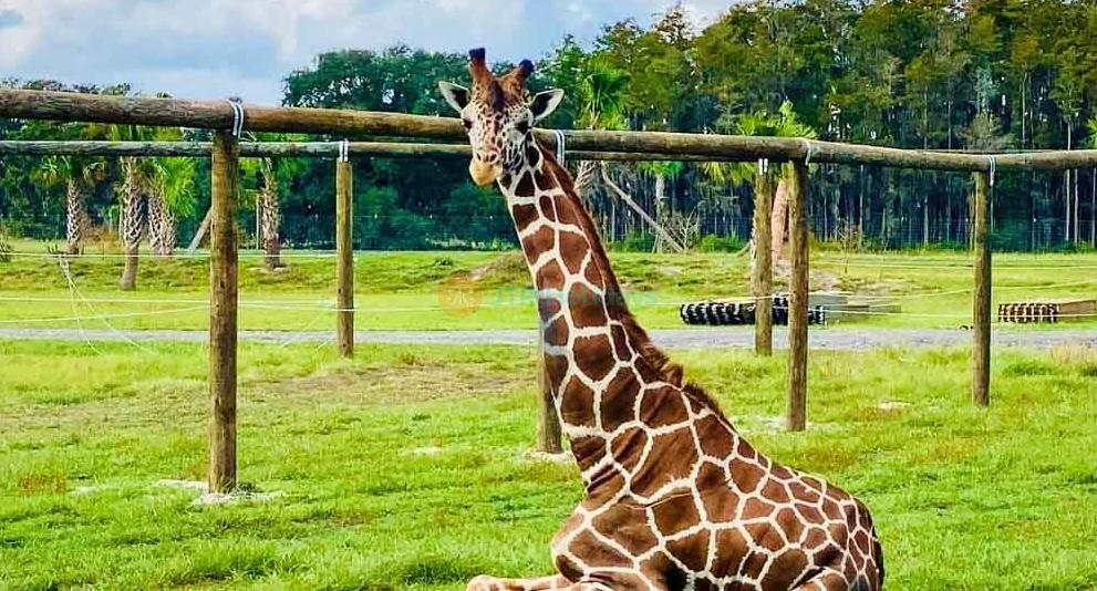 Wild Florida Safari Drive Thru Park - Image 1 of 5