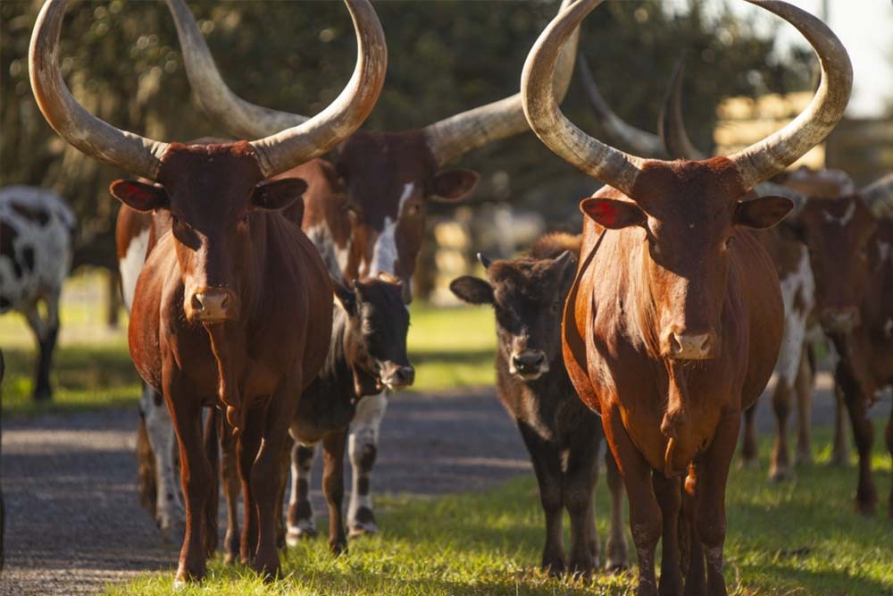Wild Florida Safari Drive Thru Park - Image 2 of 7