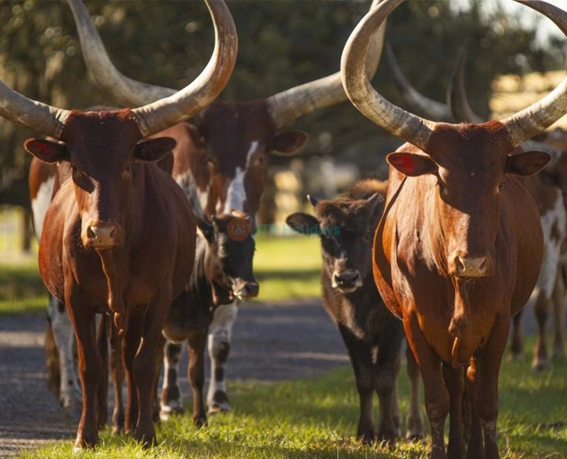 Wild Florida Safari Drive Thru Park - Image 2 of 5