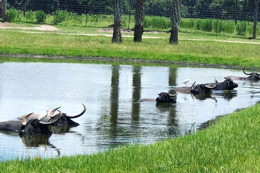 Wild Florida Safari Drive Thru Park - When the most famous indigenous animal is the alligator, you know you're in Florida! Visit to Wild Florida and drive along a wildlife superhighway for a close encounter with animals from the Sunshine State and all around the world. From the African savanna to the jungles of Asia, the North American plains, and of course the Everglades, you'll get up close with some of the world's wildest creatures in large open habitats. You'll also have access to the dedicated Gator Park. Wild Florida Safari Drive Thru Park - Image 3 of 5
