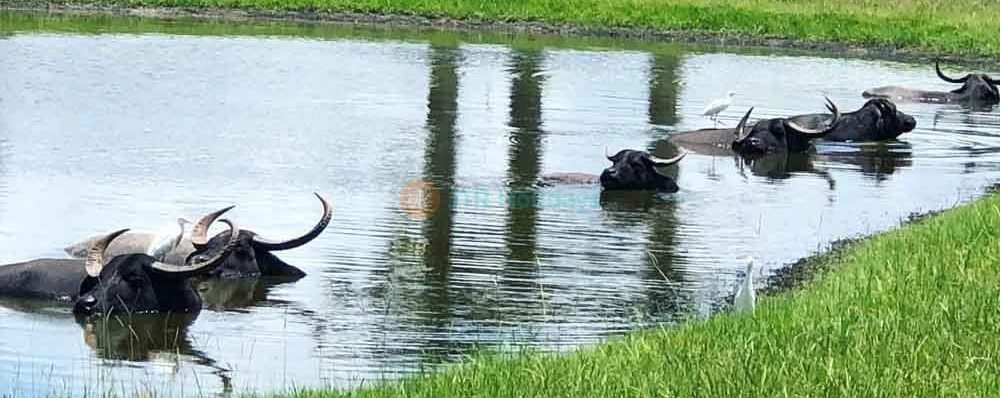 Wild Florida Safari Drive Thru Park - Image 3 of 5