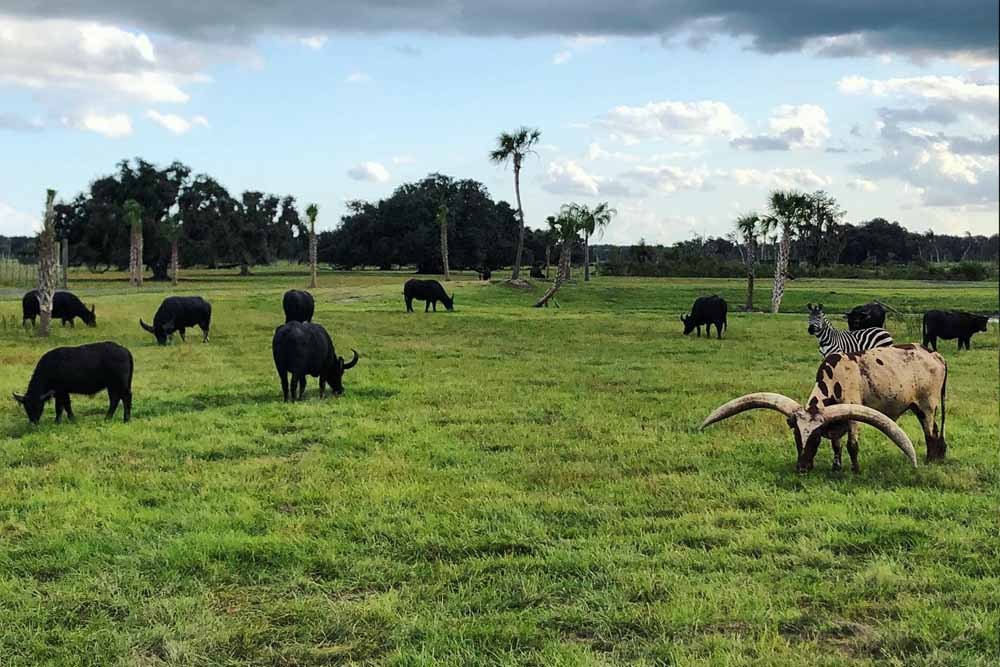 Wild Florida Safari Drive Thru Park - When the most famous indigenous animal is the alligator, you know you're in Florida! Visit to Wild Florida and drive along a wildlife superhighway for a close encounter with animals from the Sunshine State and all around the world. From the African savanna to the jungles of Asia, the North American plains, and of course the Everglades, you'll get up close with some of the world's wildest creatures in large open habitats. You'll also have access to the dedicated Gator Park. Wild Florida Safari Drive Thru Park - Image 4 of 5