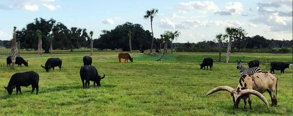 Wild Florida Safari Drive Thru Park - Image 4 of 5