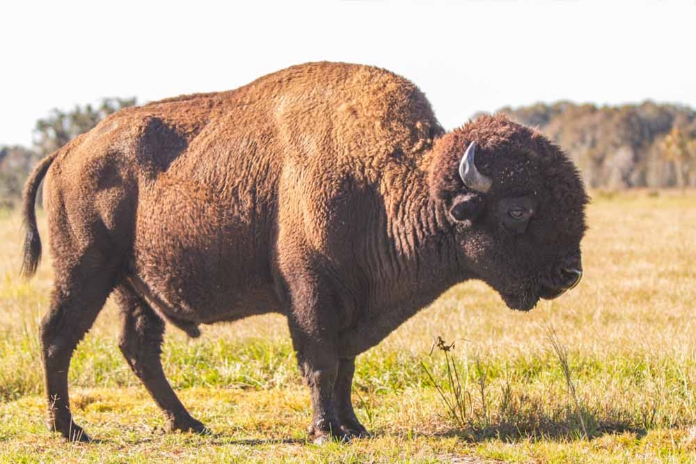 Wild Florida Safari Drive Thru Park - Image 5 of 5