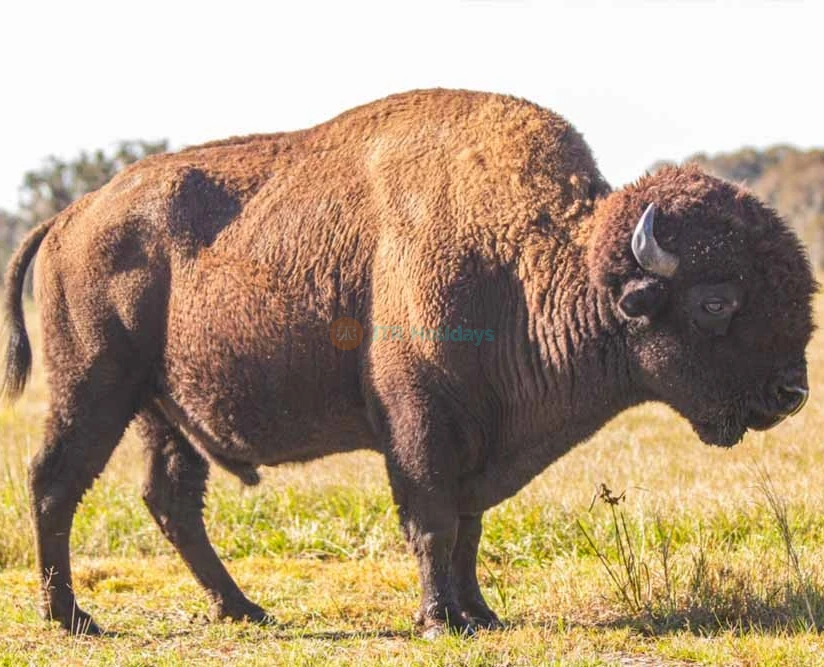 Wild Florida Safari Drive Thru Park - Image 5 of 5