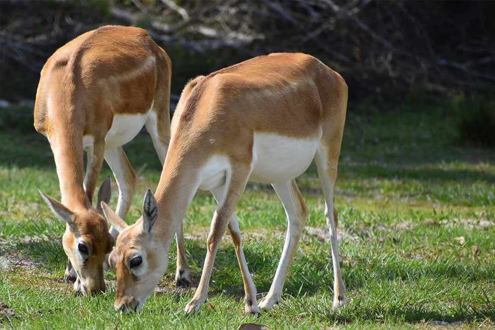 Wild Florida Safari Drive Thru Park - Image 6 of 7