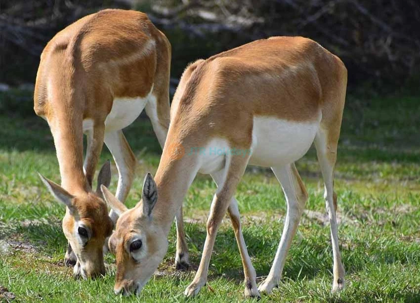 Wild Florida Safari Drive Thru Park - Image 6 of 7