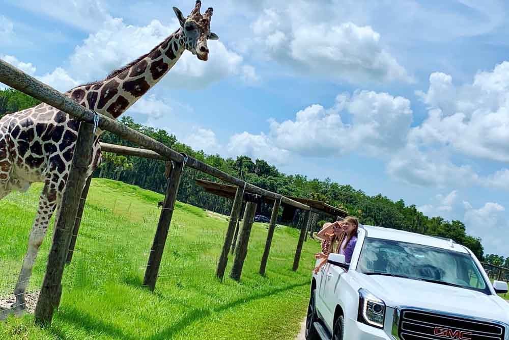 Wild Florida Safari Drive Thru Park - Image 7 of 7
