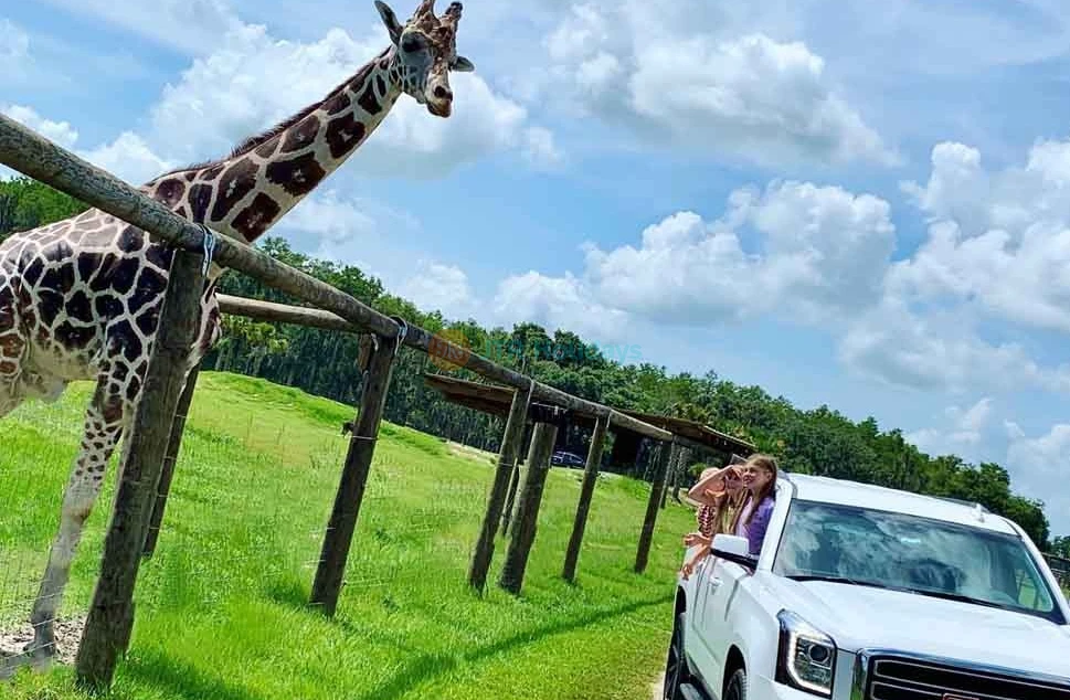 Wild Florida Safari Drive Thru Park Tickets Offer - Book Your Tickets Now - JTR Holidays