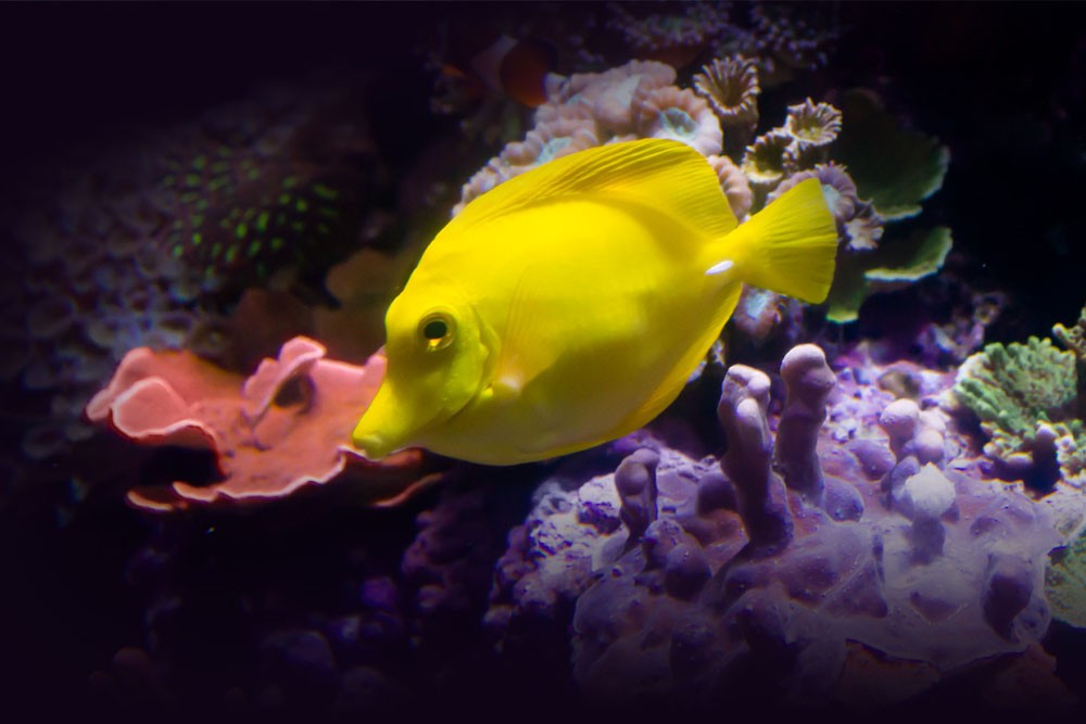 Aquarium Of The Bay - San Francisco - Explore the aquarium and below San Francisco Bay by getting up close and personal and come face to fin with more than 24,000 local marine animals. The interpretive naturalists are always nearby to answer your questions and guide through hands-on animal encounters. If you're looking for unique and things to in San Francisco, look no further. Explore and discover California marine life by getting your aquarium tickets today Aquarium Of The Bay - San Francisco - Image 1 of 5