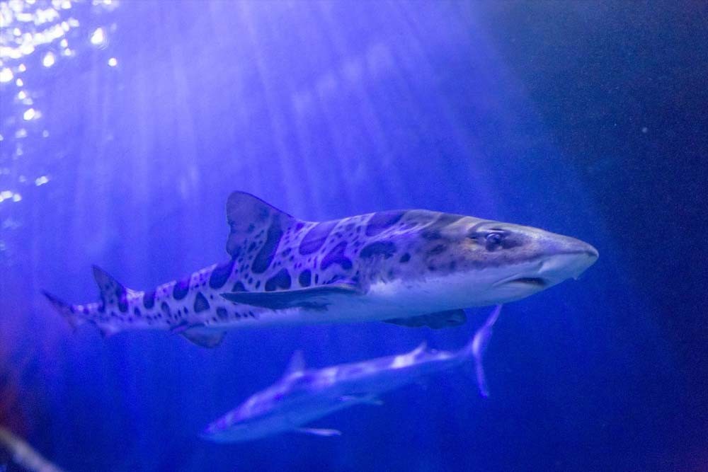 海湾水族馆 - 旧金山 - 图片 2 的 5