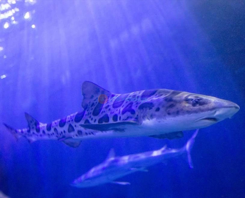 Aquarium Of The Bay - San Francisco - Image 2 of 5