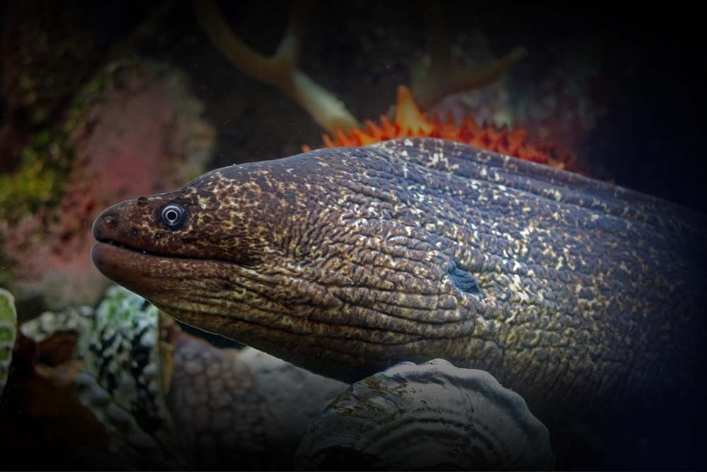 Aquarium Of The Bay - San Francisco - Explore the aquarium and below San Francisco Bay by getting up close and personal and come face to fin with more than 24,000 local marine animals. The interpretive naturalists are always nearby to answer your questions and guide through hands-on animal encounters. If you're looking for unique and things to in San Francisco, look no further. Explore and discover California marine life by getting your aquarium tickets today Aquarium Of The Bay - San Francisco - Image 3 of 5