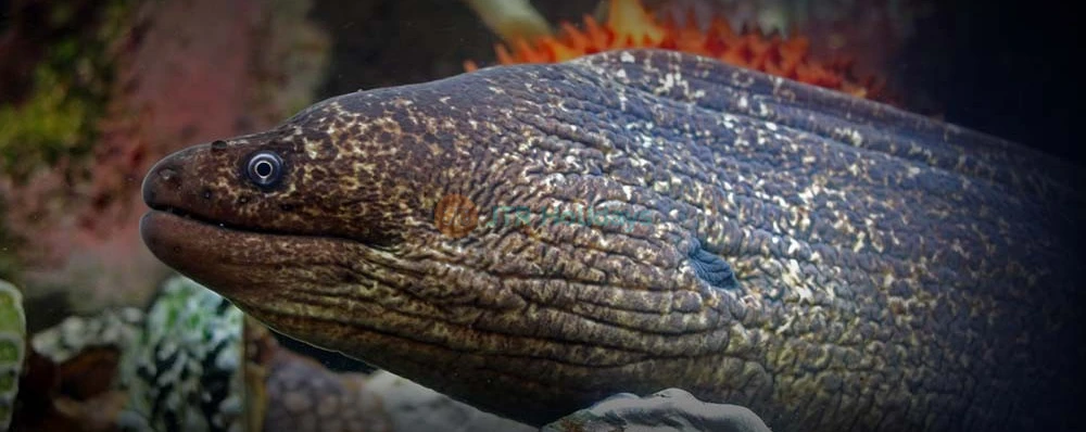 Acuario De La Bahía - San Francisco - Imagen 3 de 5