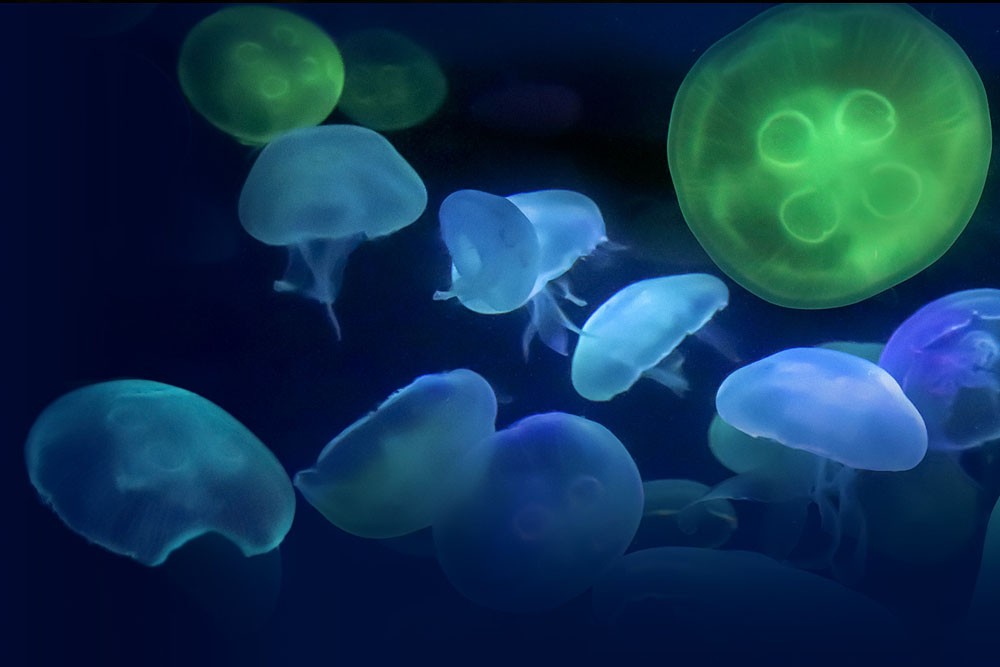 Acuario De La Bahía - San Francisco - Imagen 4 de 5