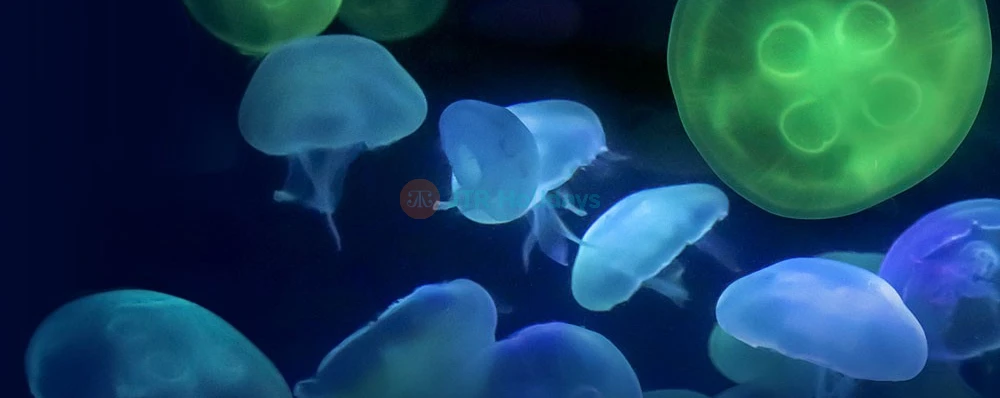 Aquarium Of The Bay - San Francisco - Image 4 of 5