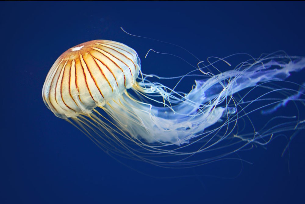 海湾水族馆 - 旧金山 - 图片 5 的 5