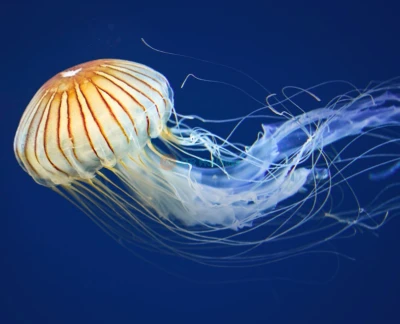 Aquarium Of The Bay - San Francisco - Image 5 of 5