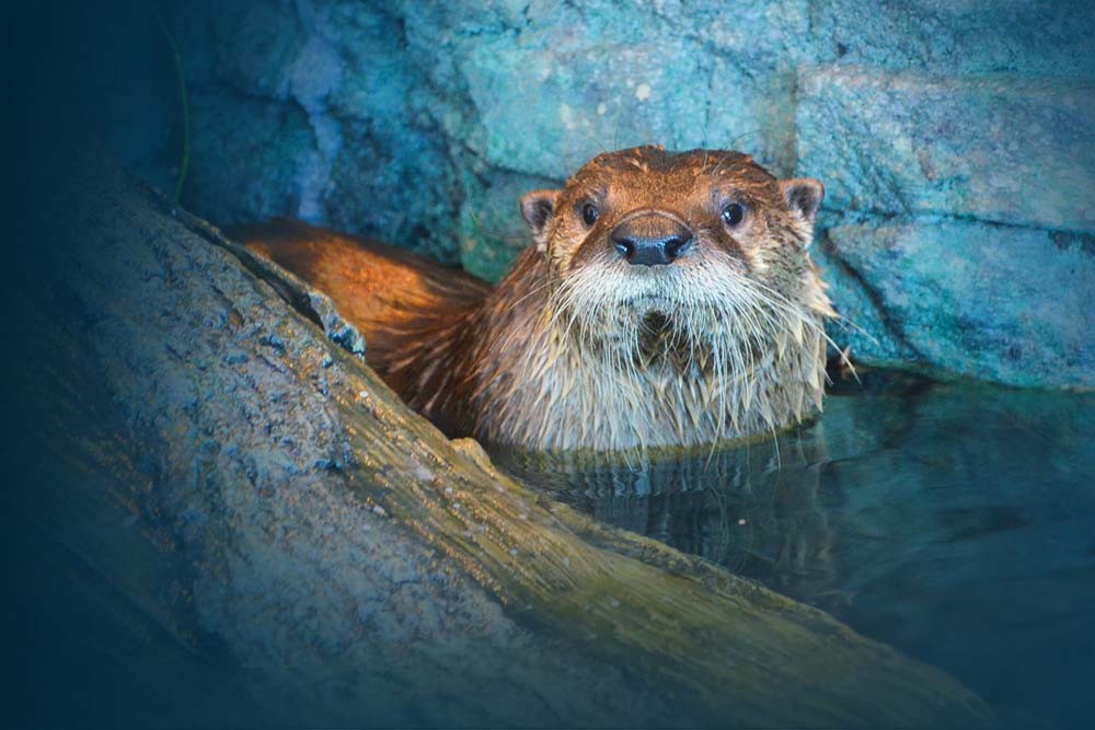 Acuario De La Bahía - San Francisco - Image 6 of 8