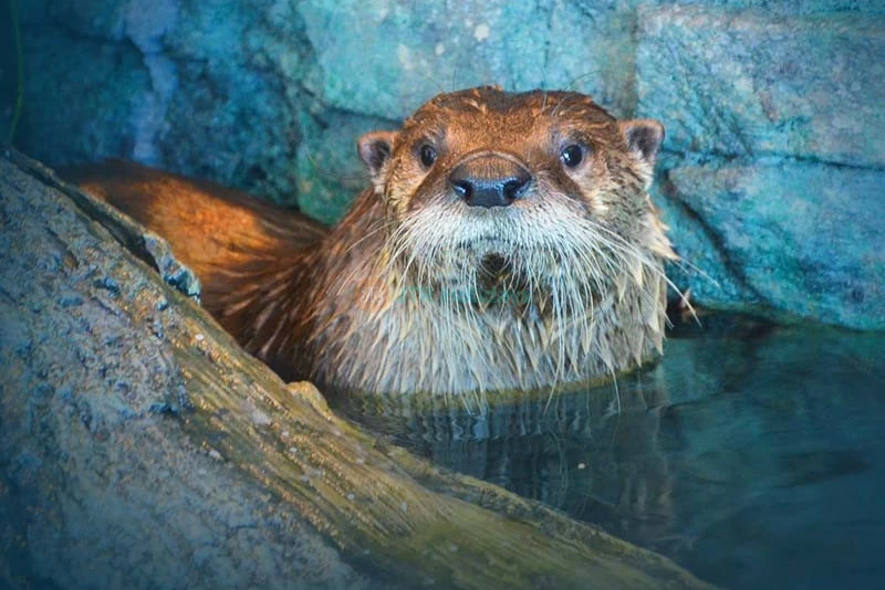 Acuario De La Bahía - San Francisco - Image 6 of 8