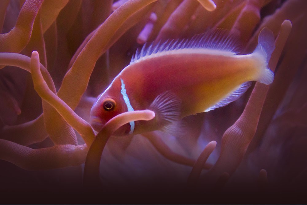 Acuario De La Bahía - San Francisco - Image 7 of 8