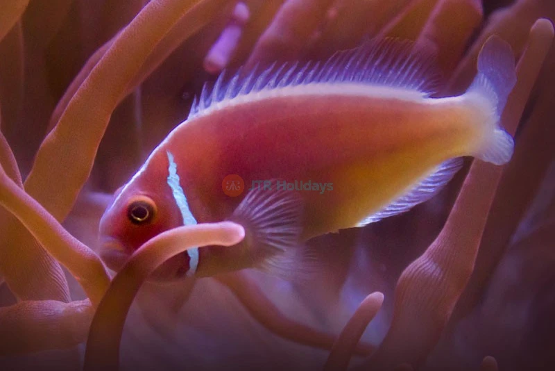 Acuario De La Bahía - San Francisco - Image 7 of 8