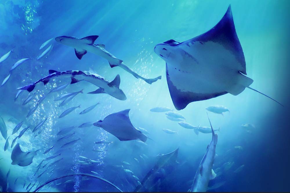 Acuario De La Bahía - San Francisco - Image 8 of 8