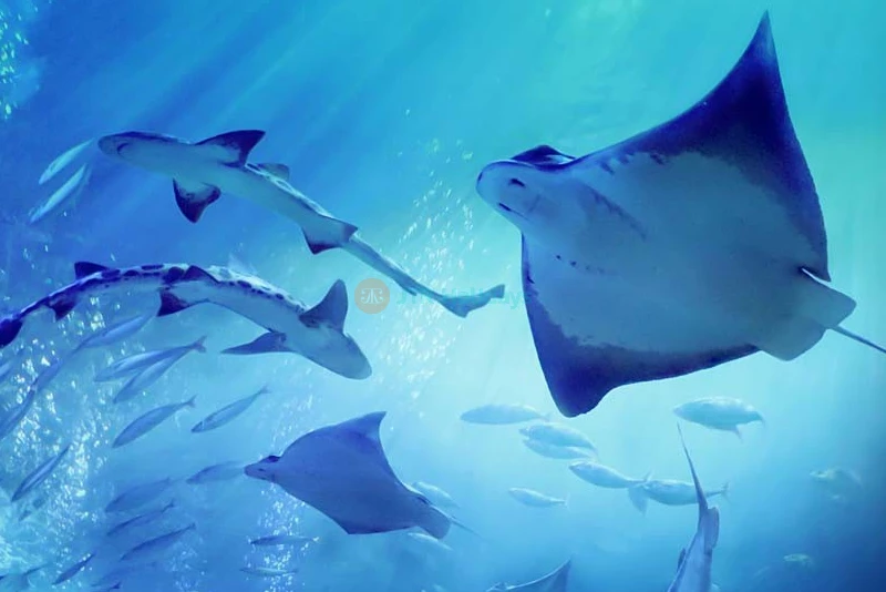 Acuario De La Bahía - San Francisco - Image 8 of 8