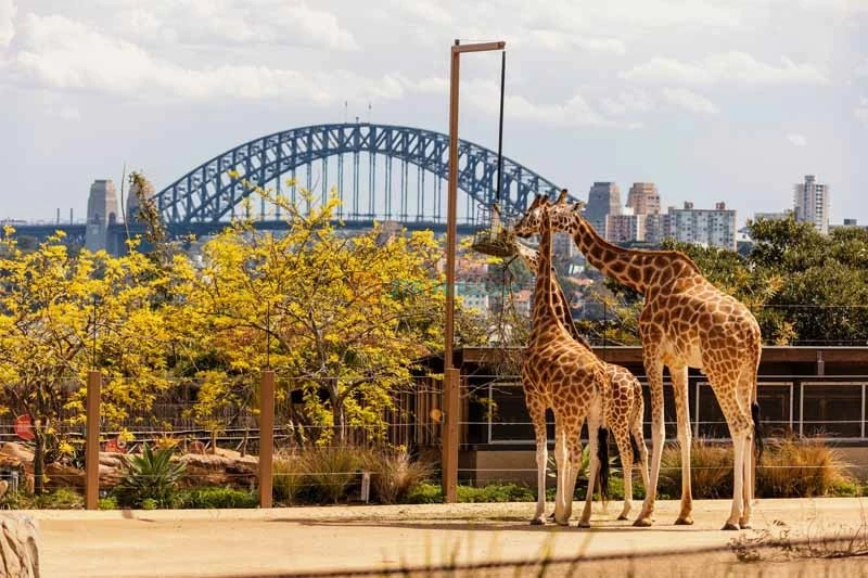 Taronga Zoo Sydney Ticket