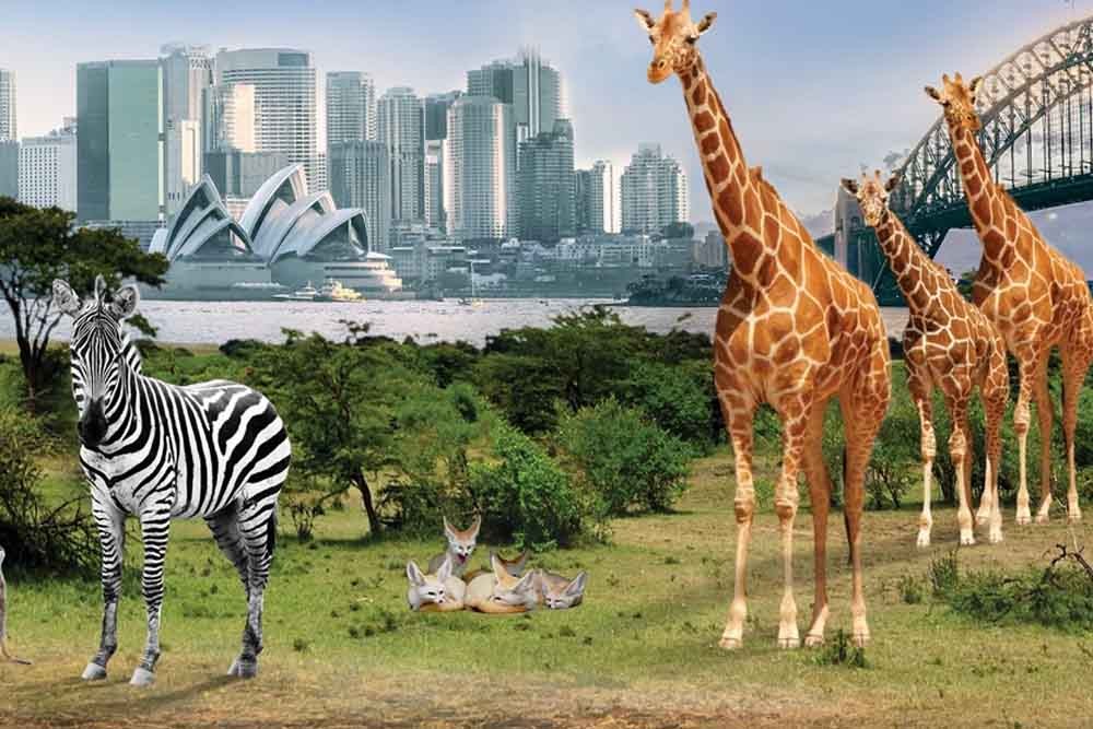 Taronga Zoo Sydney Australia - Taronga Zoo Tickets and Offer - JTR Holidays