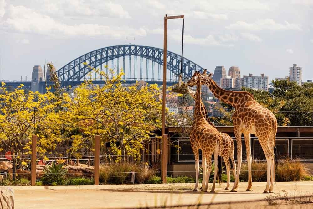 Taronga Zoo Sydney Australia - Taronga Zoo Tickets and Offer - JTR Holidays