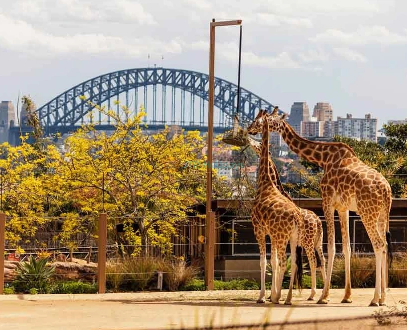 Taronga Zoo Sydney Ticket - Image 2 of 5