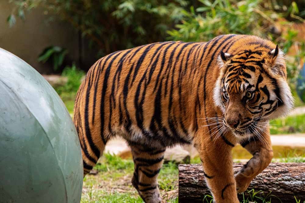 Taronga Zoo Sydney Ticket - Image 3 of 7