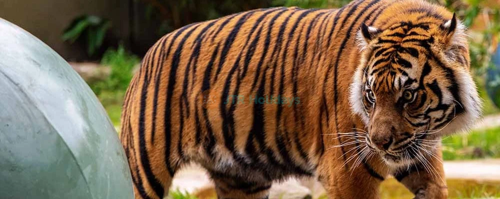 Taronga Zoo Sydney Ticket - Image 3 of 5