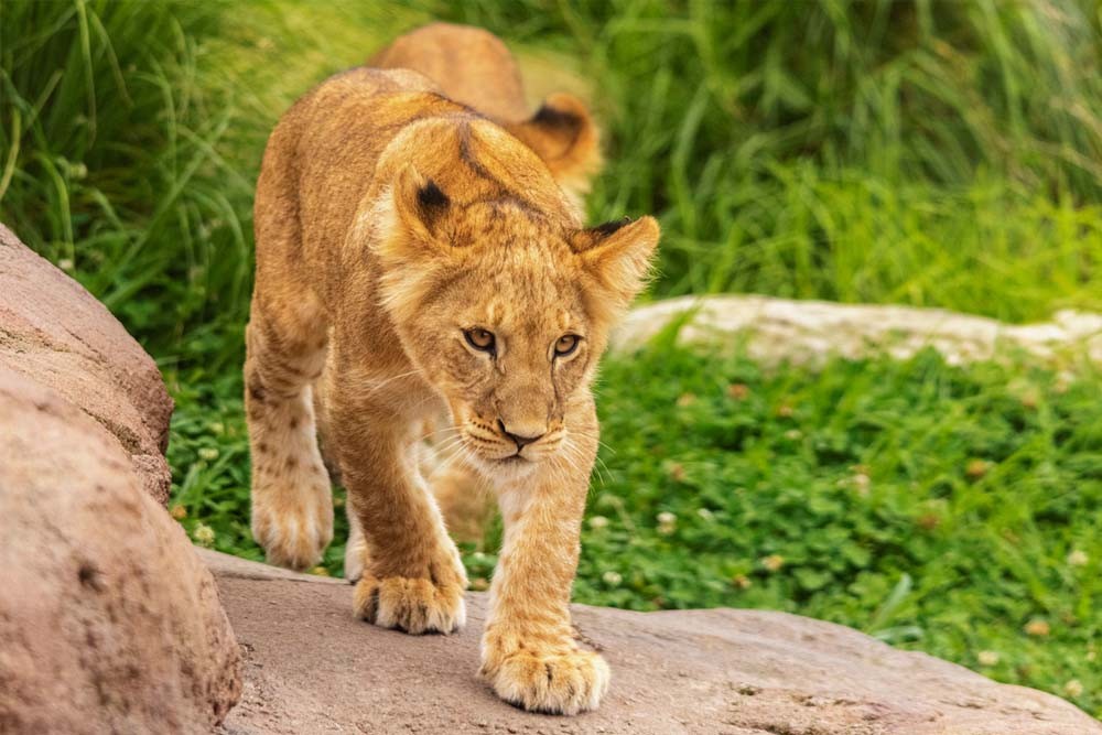 Taronga Zoo Sydney Ticket - Image 5 of 5