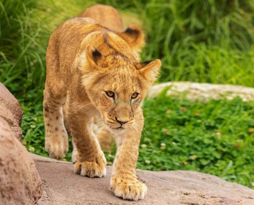 Taronga Zoo Sydney Ticket - Image 5 of 5