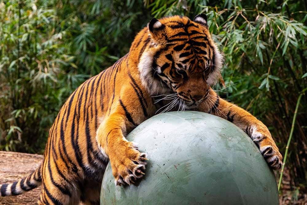 Taronga Zoo Sydney Ticket - Image 7 of 7