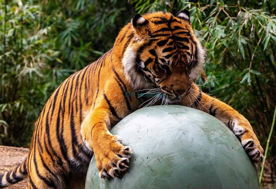 Taronga Zoo Sydney Ticket - Image 7 of 7