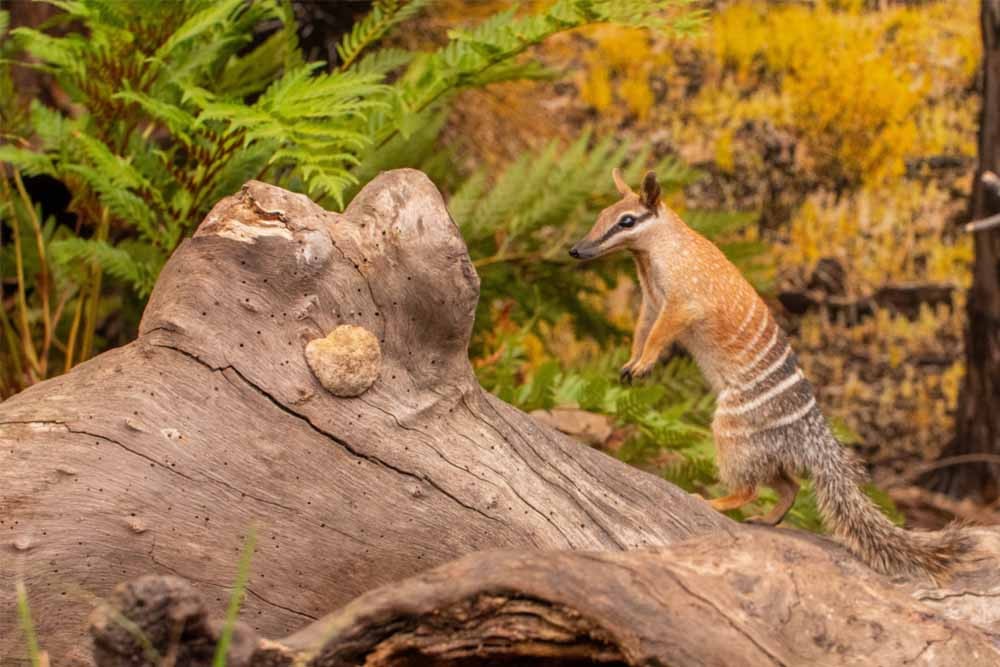 WILD LIFE Sydney Zoo - Experience the thrill of the Australian outback at WILD LIFE Sydney Zoo! Start your day with a delectable breakfast alongside adorable koalas. Get up close with crocs, kangaroos, and emus, while learning about animal conservation. Book your tickets with KKday today for an adventure you won't forget. WILD LIFE Sydney Zoo - Image 1 of 5